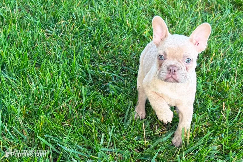 Leo – French Bulldog puppy for sale in Sturgis, MI