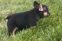 Franny  , a female French Bulldog for sale in Sturgis, MI – 9 of 10