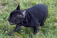 Paula , a female French Bulldog for sale in Sturgis, MI – 2 of 10