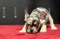Zippy , a male French Bulldog for sale in Sturgis, MI – 2 of 10