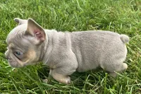 Eddie, a male French Bulldog for sale in Sturgis, MI – 5 of 9