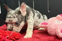 Zina , a female French Bulldog for sale in Sturgis, MI – 3 of 8