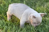 Babe, a female French Bulldog for sale in Sturgis, MI – 5 of 10
