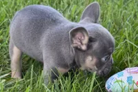 Ronnie, a male French Bulldog for sale in Sturgis, MI – 3 of 10