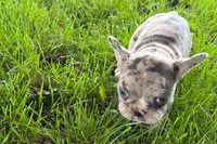 Vera, a female Frenchton for sale in Sturgis, MI – 4 of 6