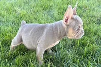Eddie, a male French Bulldog for sale in Sturgis, MI – 7 of 9