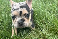 Freddie see, a male French Bulldog for sale in Sturgis, MI – 7 of 7