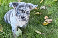 Korsak , a male French Bulldog for sale in Sturgis, MI – 6 of 10