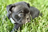 Quincy, a male Frenchton for sale in Sturgis, MI – 4 of 10