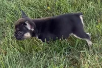 Coco, a female French Bulldog for sale in Sturgis, MI – 5 of 9