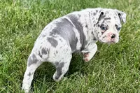 Royal, a female Frenchton for sale in Sturgis, MI – 4 of 8