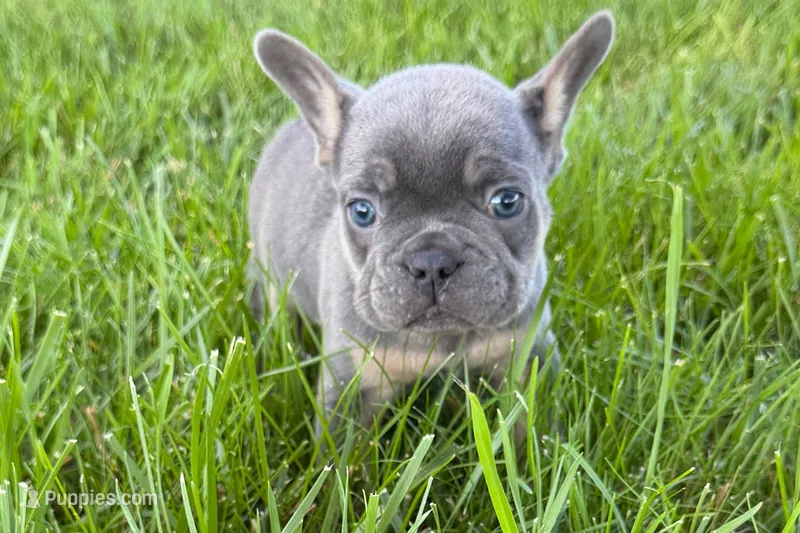 Ronnie – French Bulldog puppy for sale in Sturgis, MI