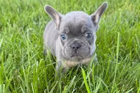 Ronnie, a male French Bulldog for sale in Sturgis, MI – 1 of 10