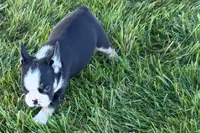 Cookie, a female French Bulldog for sale in Sturgis, MI – 5 of 9