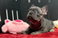 Xia , a female French Bulldog for sale in Sturgis, MI – 4 of 10