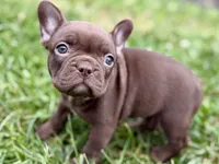 Clarabelle, a female French Bulldog for sale in Sturgis, MI – 3 of 10