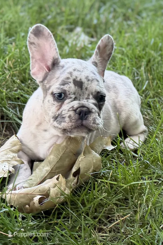 Gizmo – French Bulldog puppy for sale in Sturgis, MI