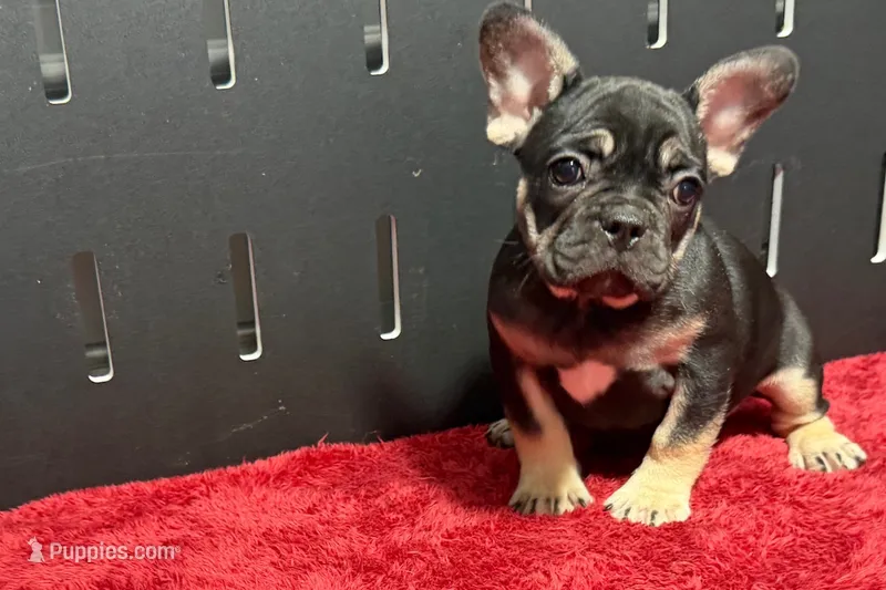 Zara  – French Bulldog puppy for sale in Sturgis, MI