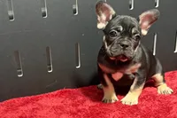 Zara , a male French Bulldog for sale in Sturgis, MI – 1 of 10