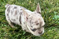 Kara, a female French Bulldog for sale in Sturgis, MI – 3 of 10