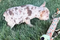 Kara, a female French Bulldog for sale in Sturgis, MI – 2 of 10