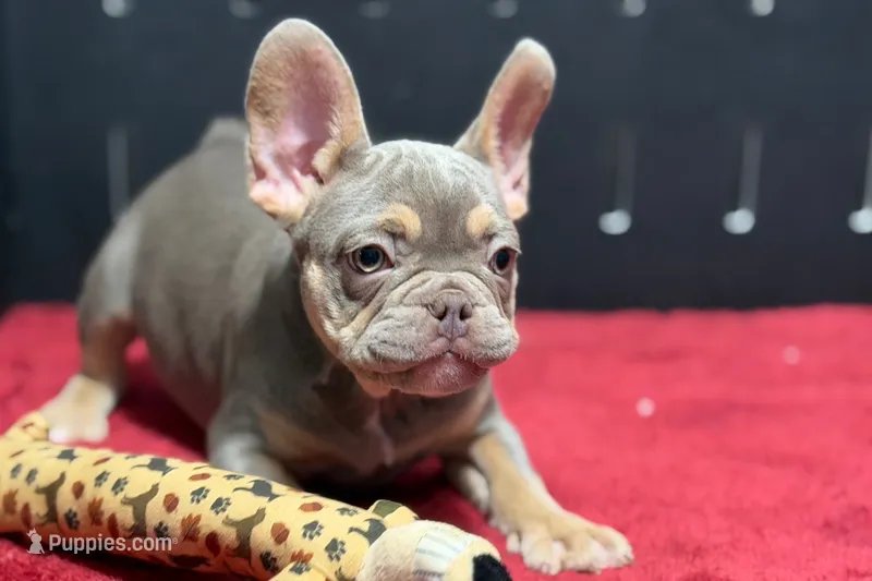 Eddie – French Bulldog puppy for sale in Sturgis, MI