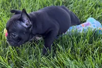 Paula , a female French Bulldog for sale in Sturgis, MI – 6 of 9