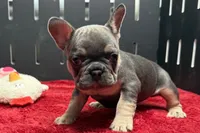 Xyla , a female French Bulldog for sale in Sturgis, MI – 2 of 6