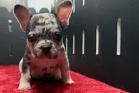 Zina , a female French Bulldog for sale in Sturgis, MI – 5 of 8