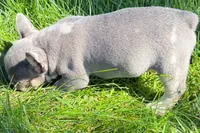 Rafe, a male French Bulldog for sale in Sturgis, MI – 8 of 9