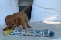 Susie, a female Cavalier King Charles Spaniel for sale in Sturgis, MI – 9 of 9