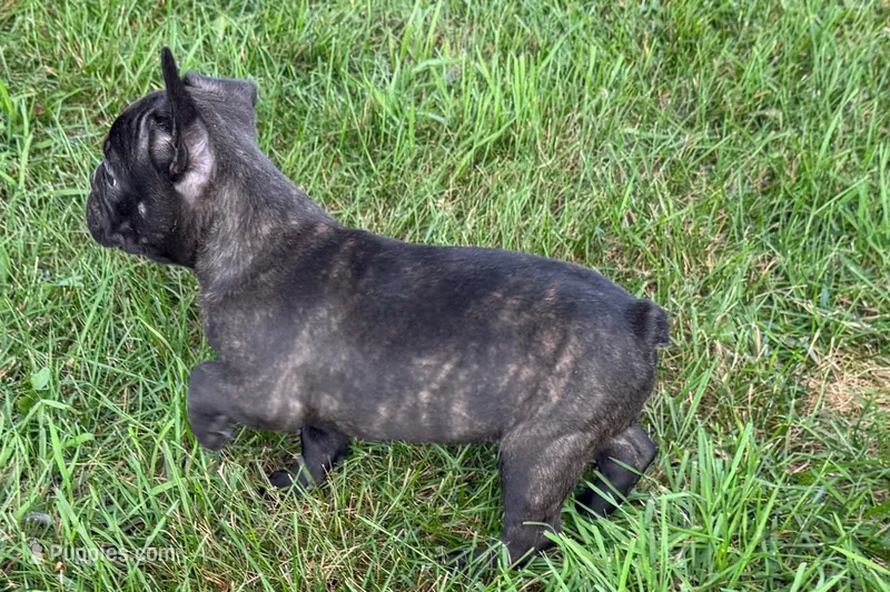 Verle – Frenchton puppy for sale in Sturgis, MI