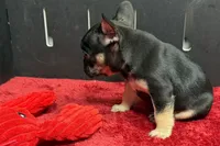 Zara , a male French Bulldog for sale in Sturgis, MI – 9 of 9
