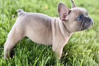 Blu, a male French Bulldog for sale in Sturgis, MI – 10 of 10