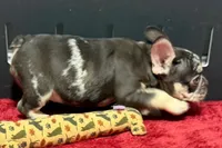 Zack , a male French Bulldog for sale in Sturgis, MI – 2 of 10