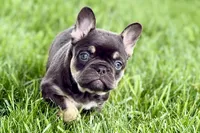 Daisy, a female French Bulldog for sale in Sturgis, MI – 8 of 10