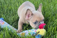 Peanut, a male French Bulldog for sale in Sturgis, MI – 10 of 10