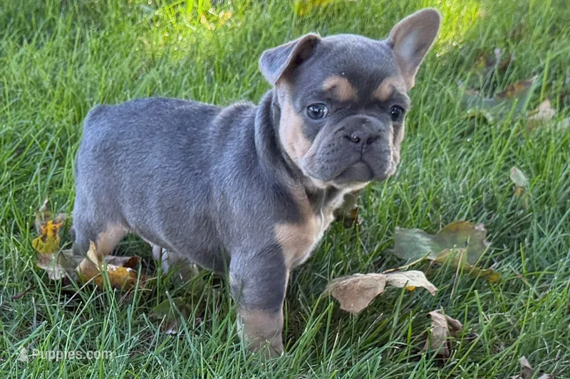Kelly – French Bulldog puppy for sale in Sturgis, MI