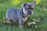 Kelly, a female French Bulldog for sale in Sturgis, MI – 1 of 10