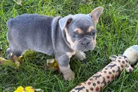 Kelly, a female French Bulldog for sale in Sturgis, MI – 7 of 10