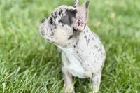 Greta, a female French Bulldog for sale in Sturgis, MI – 5 of 8