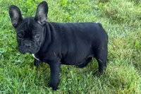 Paula , a female French Bulldog for sale in Sturgis, MI – 8 of 10
