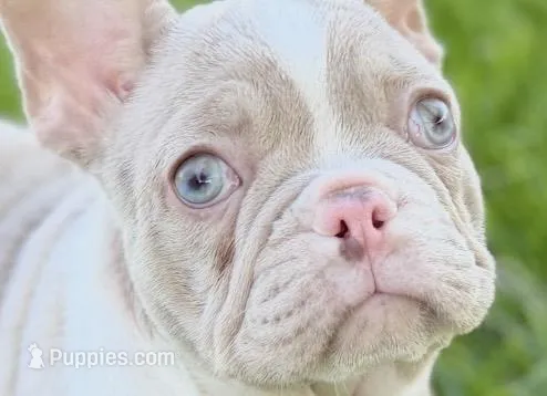 Holly – French Bulldog puppy on hold in Sturgis, MI