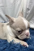 Holly, a female French Bulldog for sale in Sturgis, MI – Photo 5 of 7
