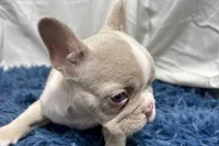 Holly, a female French Bulldog for sale in Sturgis, MI – Photo 3 of 7