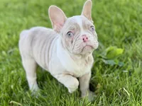Holly, a female French Bulldog for sale in Sturgis, MI – 5 of 8