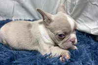 Holly, a female French Bulldog for sale in Sturgis, MI – Photo 4 of 7