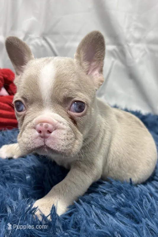 Holly – French Bulldog puppy for sale in Sturgis, MI