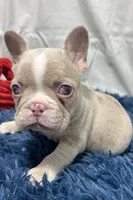 Holly, a female French Bulldog for sale in Sturgis, MI – Photo 1 of 7