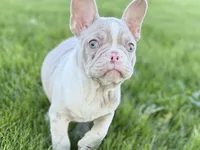Holly, a female French Bulldog for sale in Sturgis, MI – 3 of 8